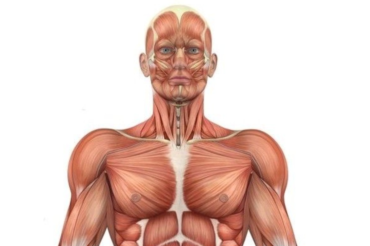 Você sabe como se fala cada parte do corpo humano em inglês? no Quiz do Dia
