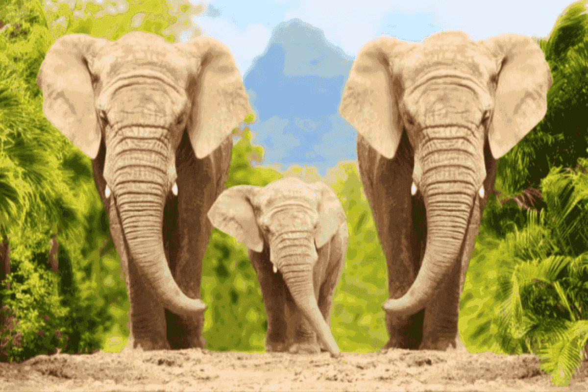 Quizzes Sobre Animais Quiz Do Dia