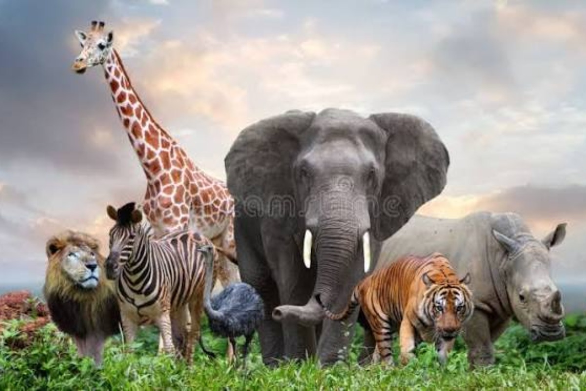 Você Sabe Tudo Sobre O Mundo Animal? no Quiz do Dia