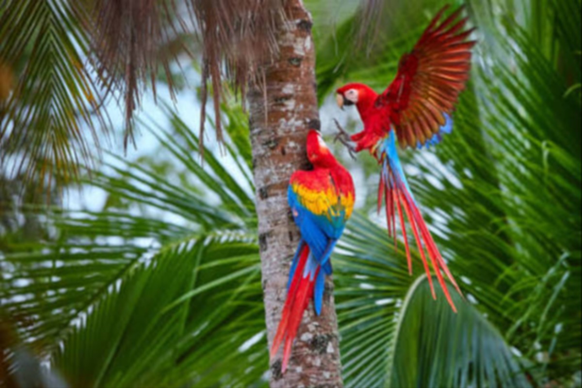 Você Conhece O Mundo Das Aves? no Quiz do Dia