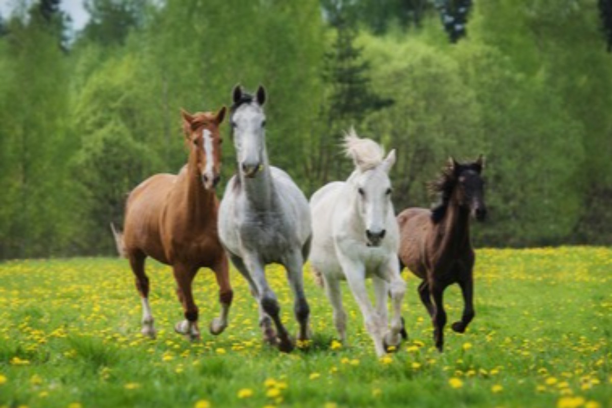 Você Sabe Os Nomes Das Raças De Cavalos? no Quiz do Dia
