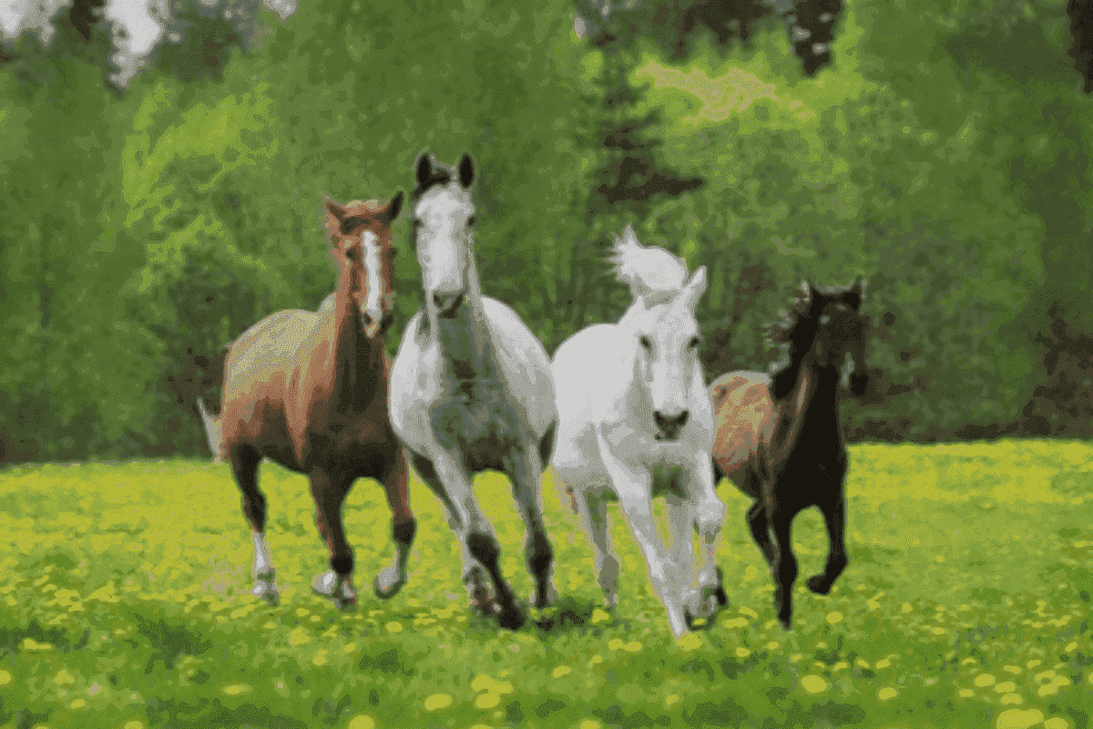 Quizzes Sobre Animais Quiz Do Dia