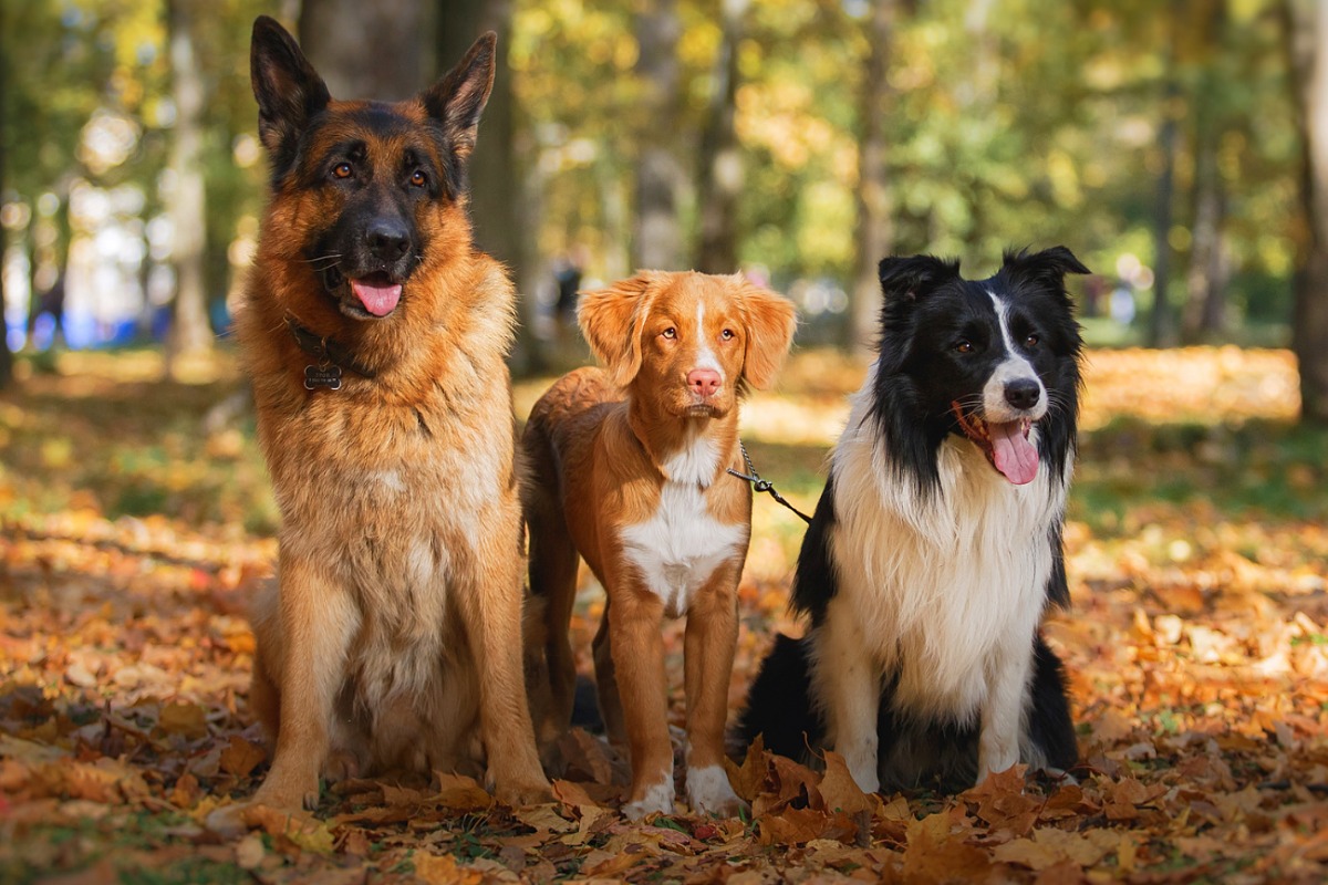 Você Conhece As Raças De Cães? no Quiz do Dia