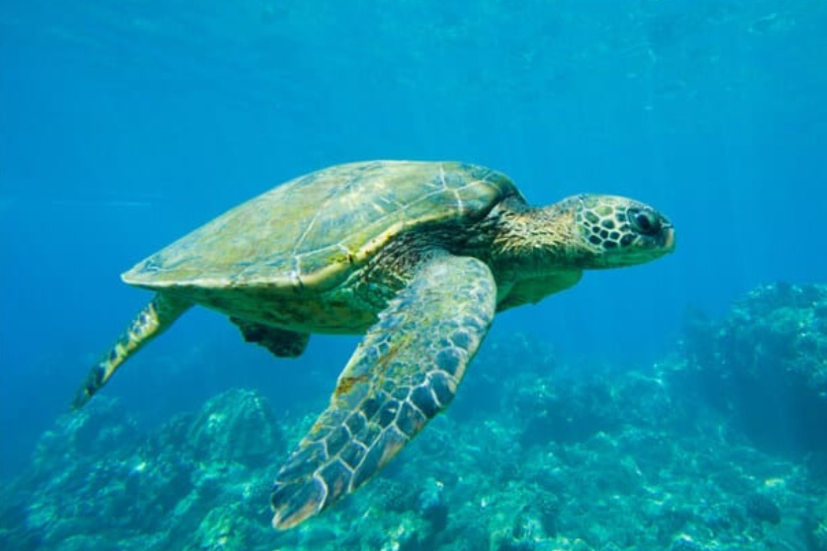 O Que Você Sabe Sobre Os Animais Marinhos? no Quiz do Dia
