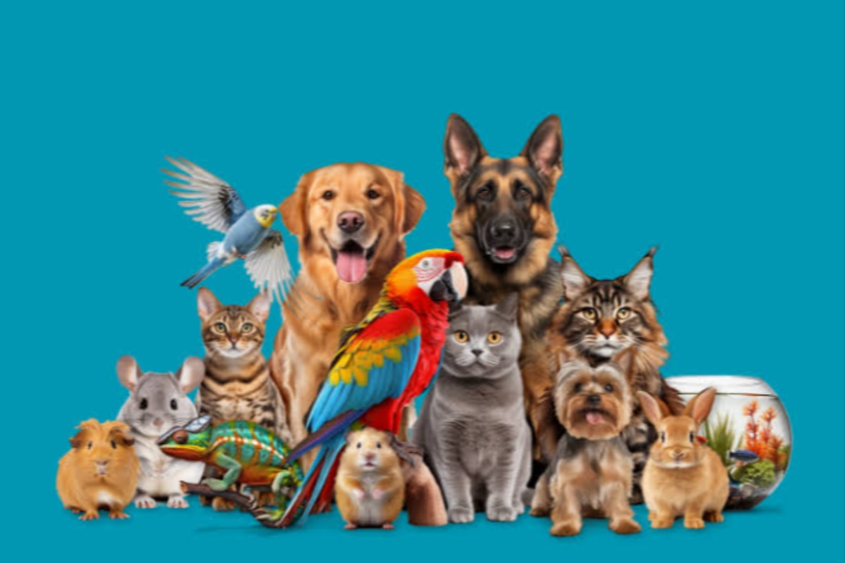 Quiz Mundo Animal - Mito Ou Verdade no Quiz do Dia
