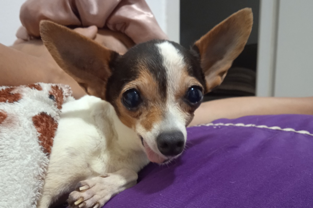 Você conhece EUUUUU? no Quiz do Dia